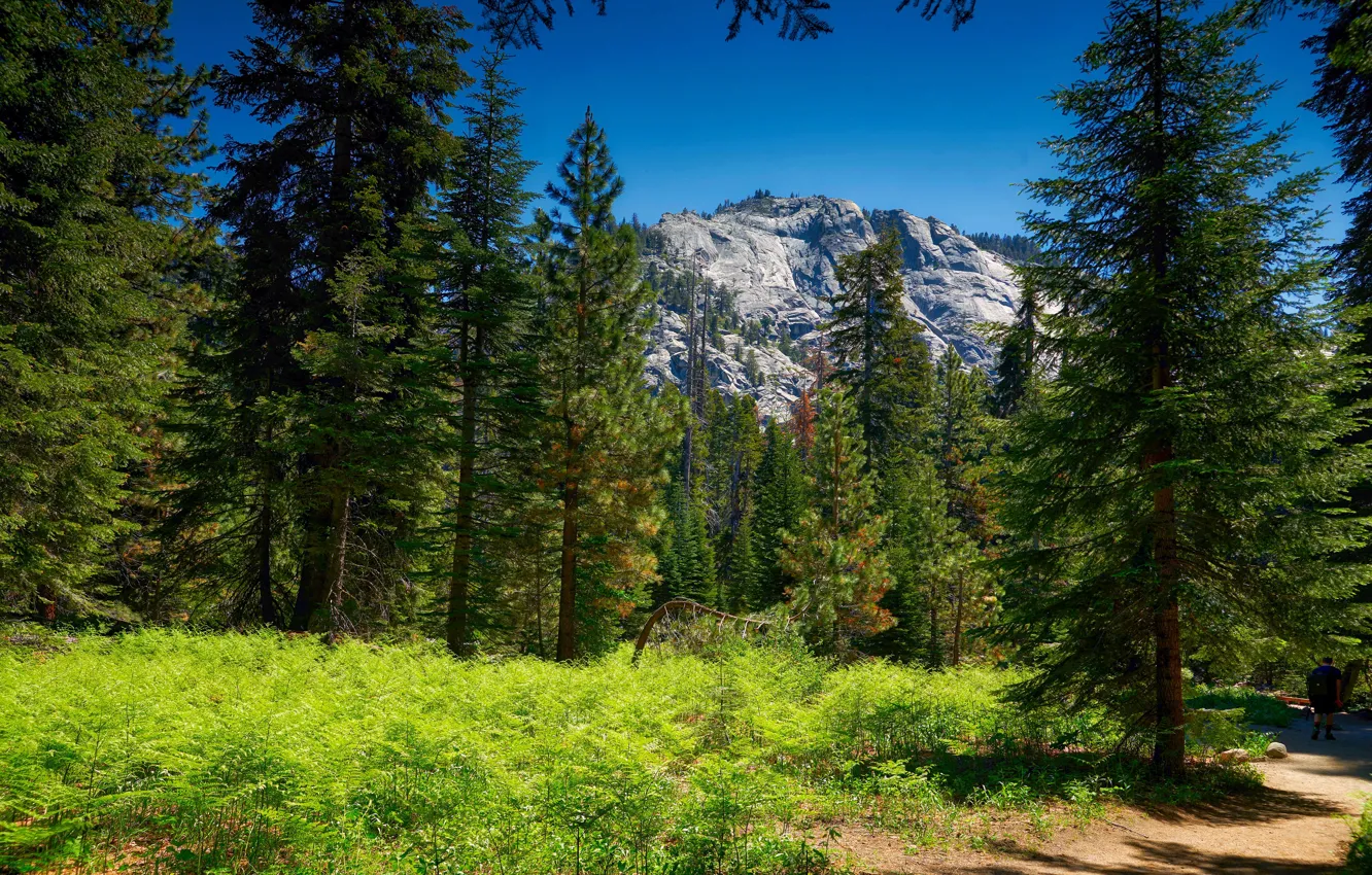 Photo wallpaper greens, forest, the sky, grass, the sun, trees, mountains, stones