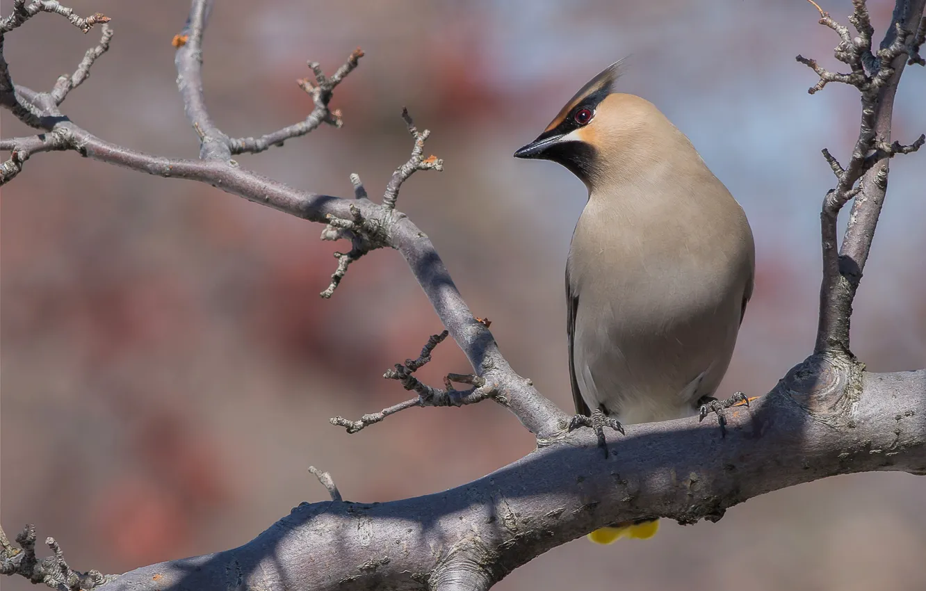 Photo wallpaper trees, branches, background, bird, the Waxwing