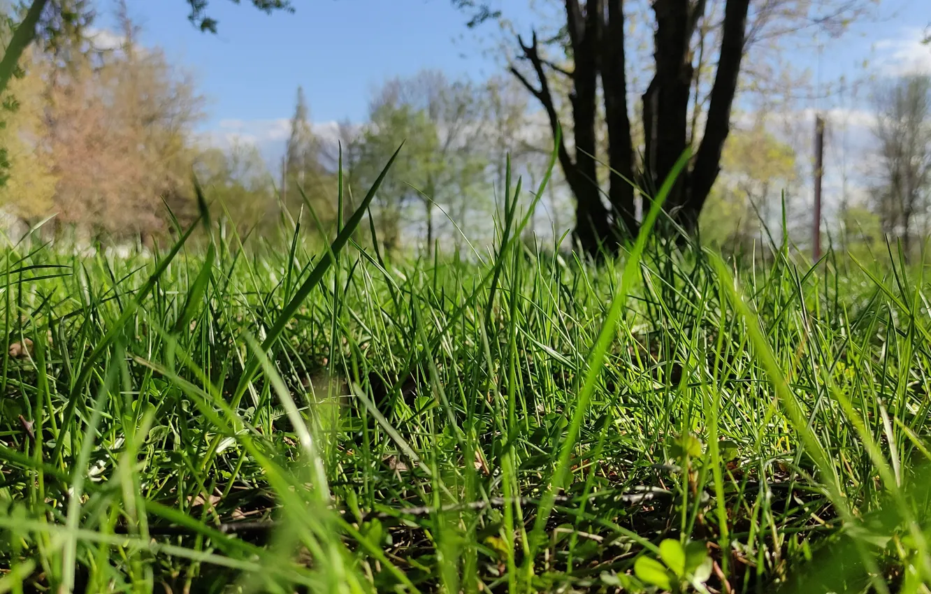 Photo wallpaper grass, the sun, macro, trees, nature, spring, .