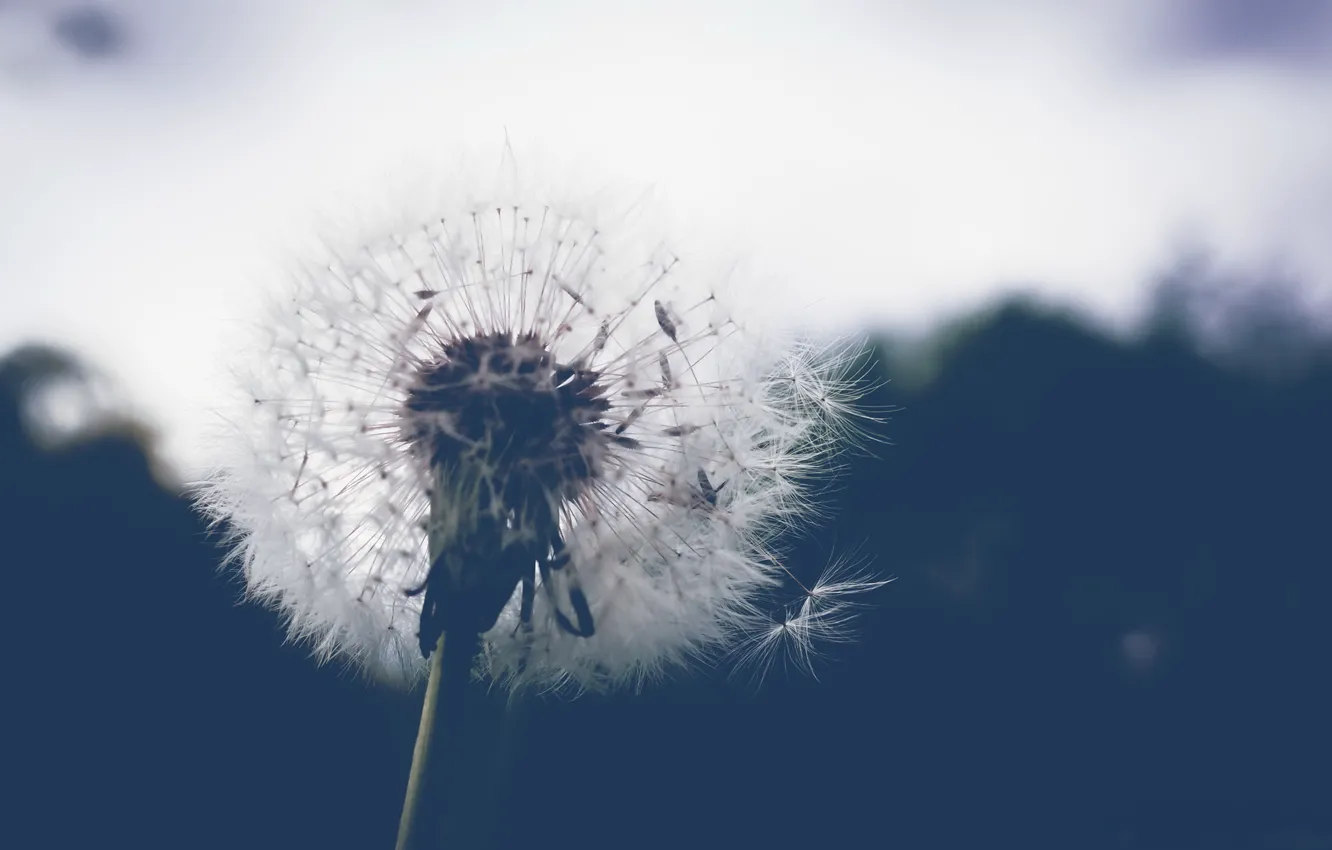 Photo wallpaper flowers, nature, dandelion