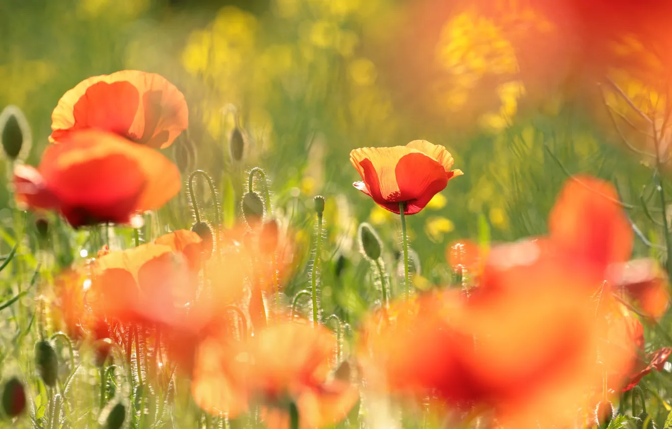 Photo wallpaper light, flowers, red, Maki, bokeh, poppy field