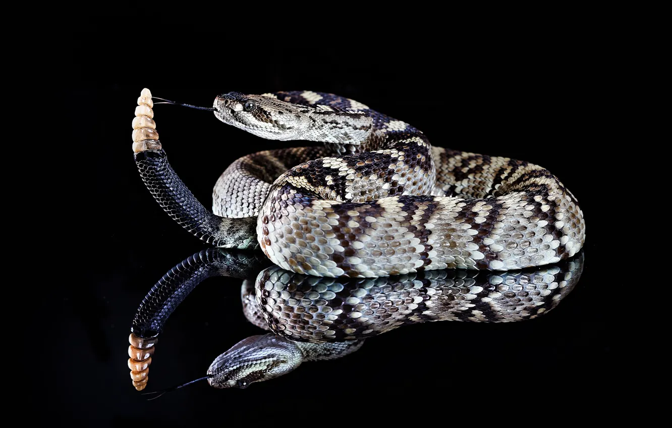 Photo wallpaper snake, leather, tail