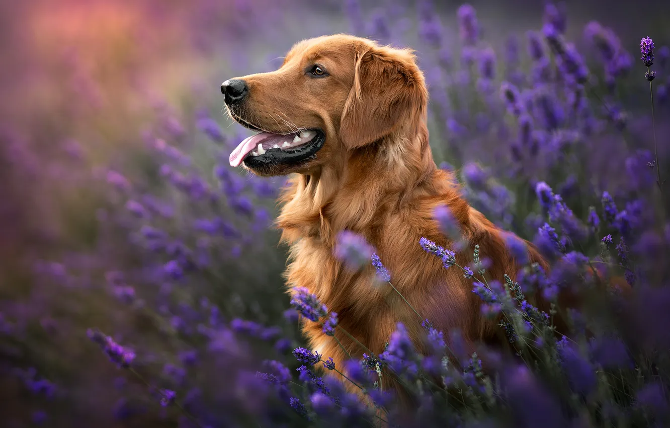 Photo wallpaper face, flowers, dog, profile, lavender, Golden Retriever, Golden Retriever