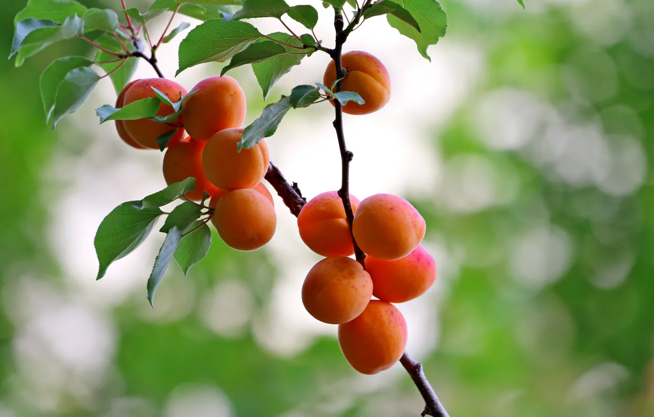 Photo wallpaper leaves, branches, harvest, fruit, hanging, apricots