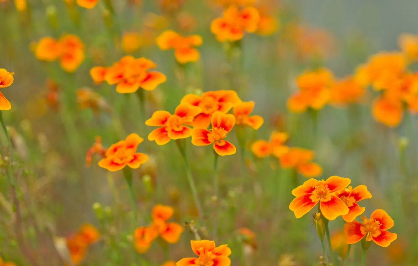 Photo wallpaper flowers, petals, stem, bokeh