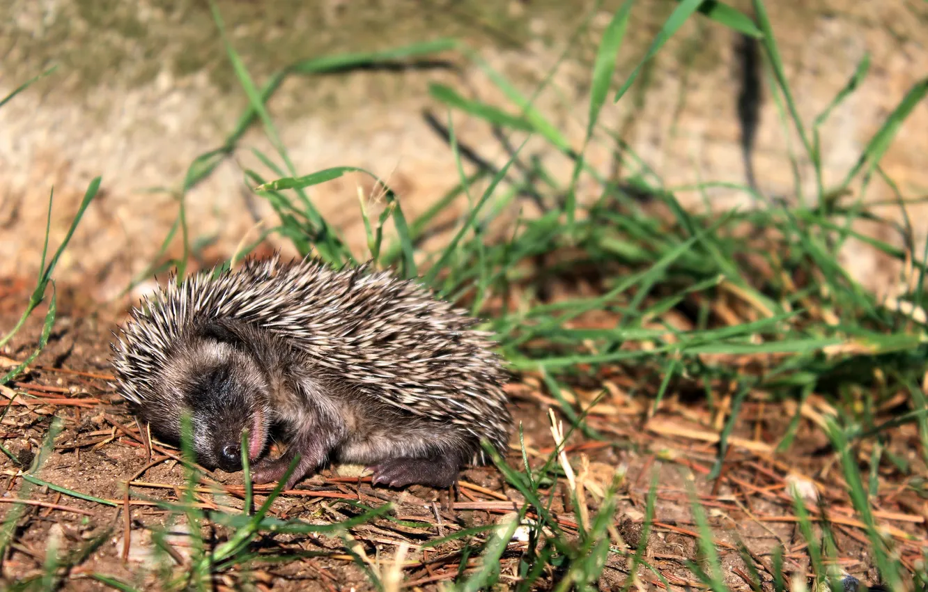 Photo wallpaper grass, muzzle, sleeping, hedgehog
