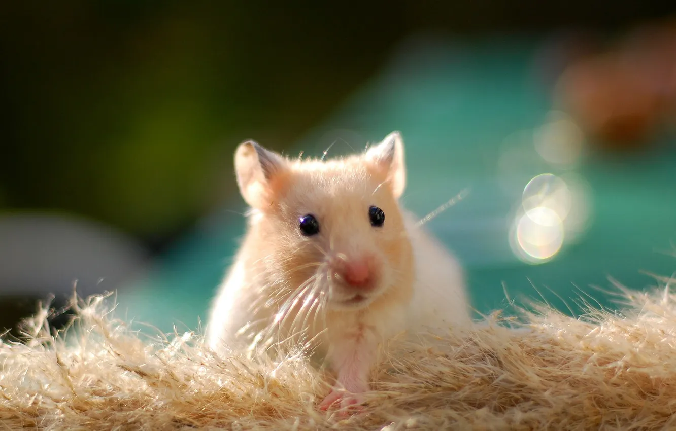 Photo wallpaper hamster, wallpaper, golden, rodent, cute, hamster
