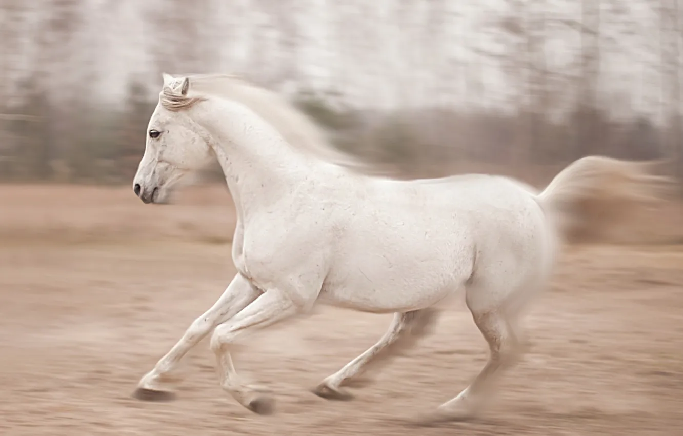 Photo wallpaper nature, horse, running