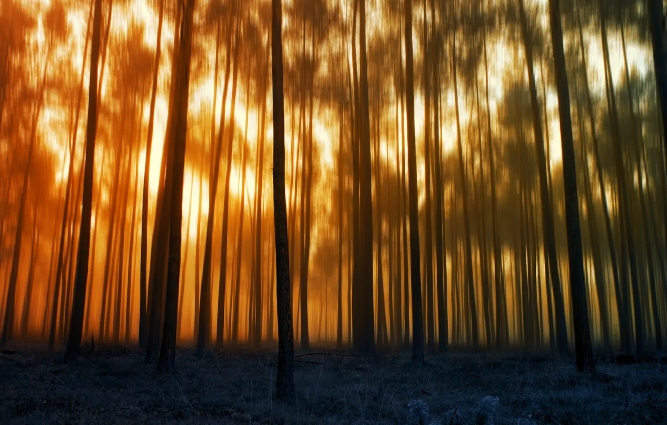 Photo wallpaper forest, trees, blur
