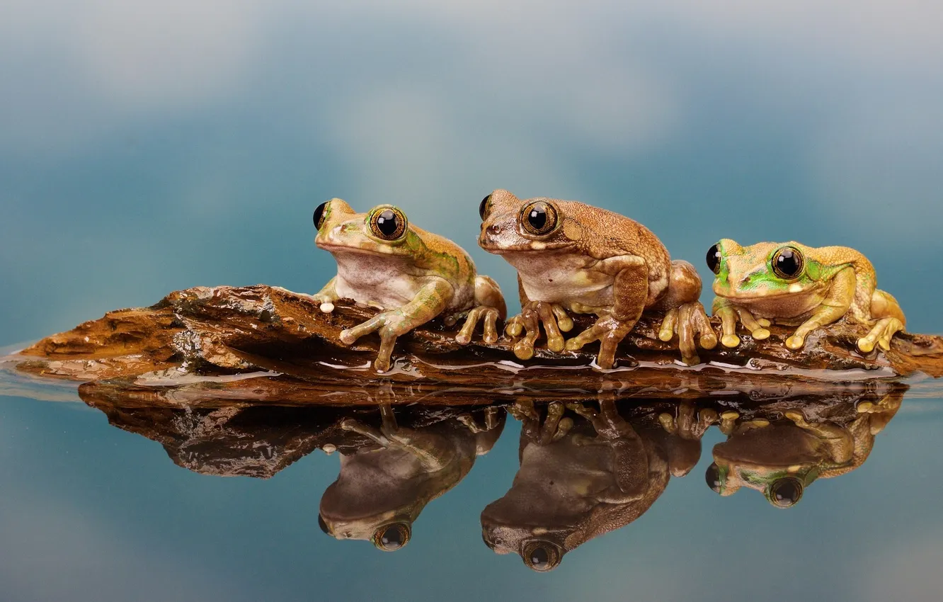 Photo wallpaper forest, nature, lake, frogs, nature, frog, lake, macro