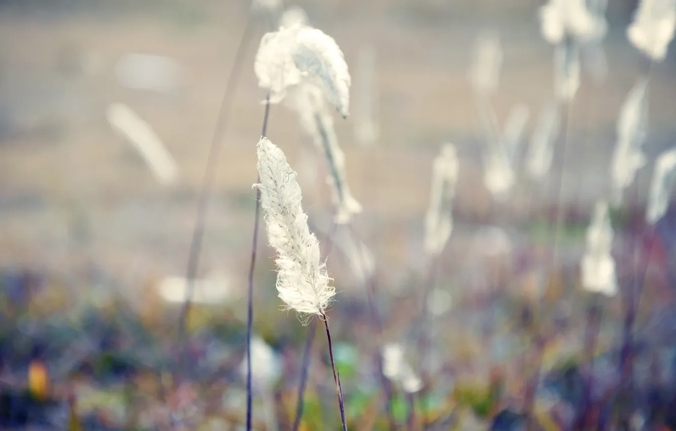 Photo wallpaper white, macro, thing