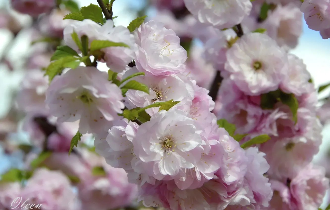 Photo wallpaper branches, spring, almonds