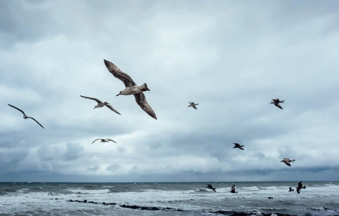 Photo wallpaper birds, nature, Baltic Sea