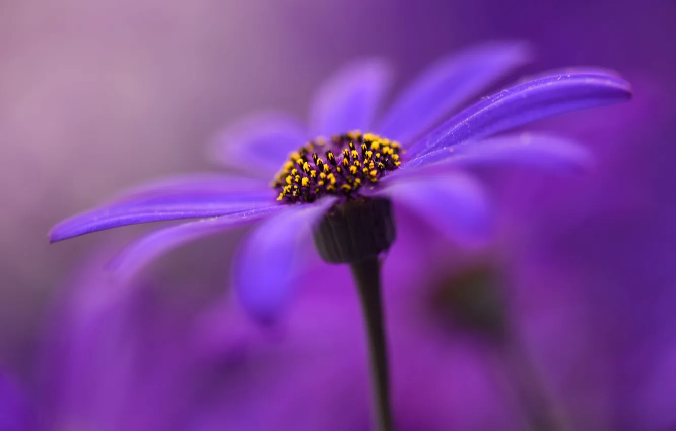 Photo wallpaper flowers, paint, petals, stem