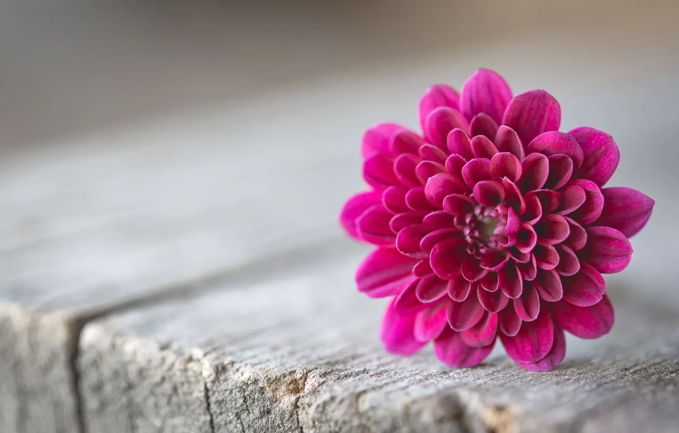 Photo wallpaper flower, macro, background