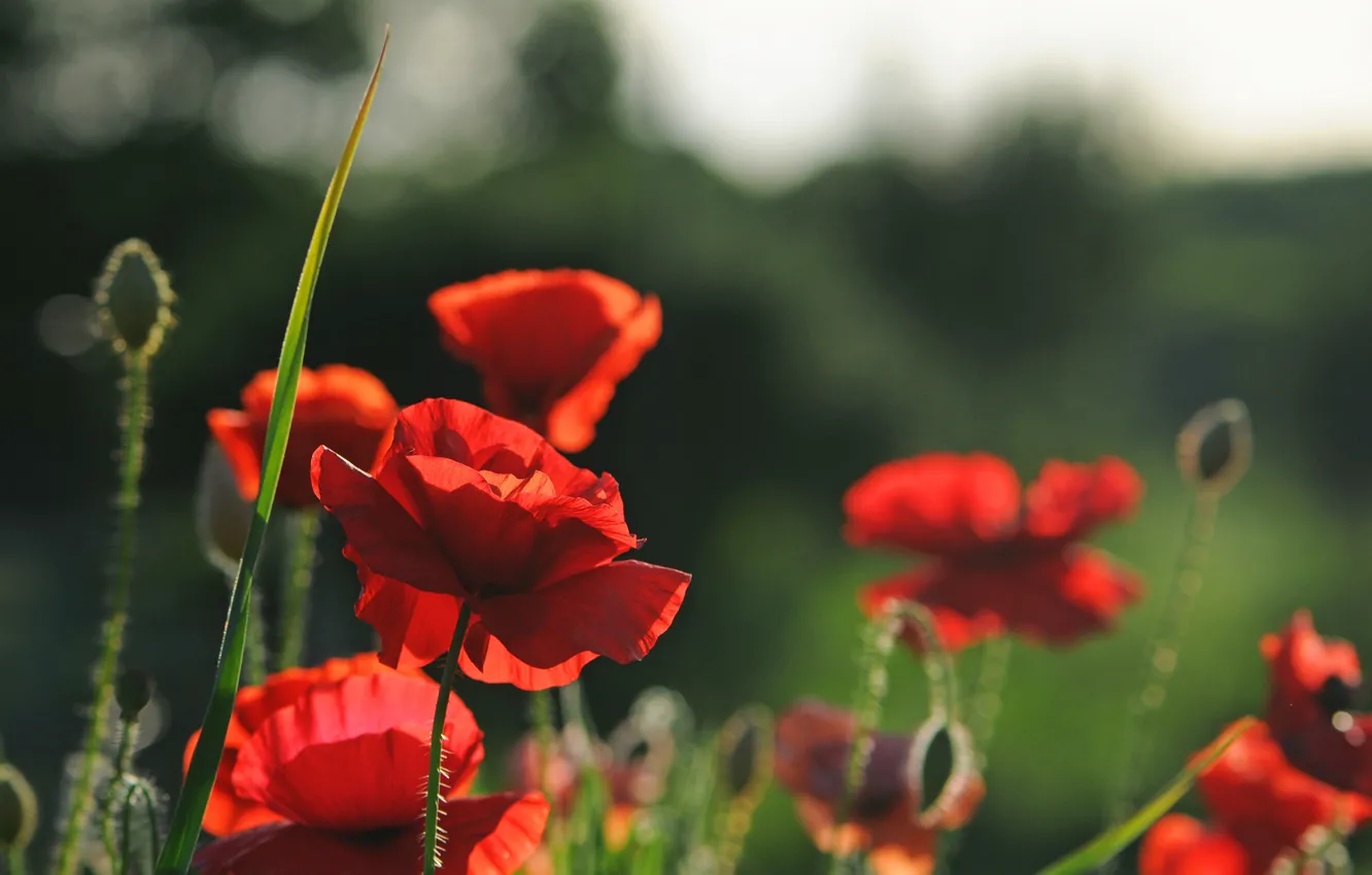 Photo wallpaper summer, flowers, nature, Maki