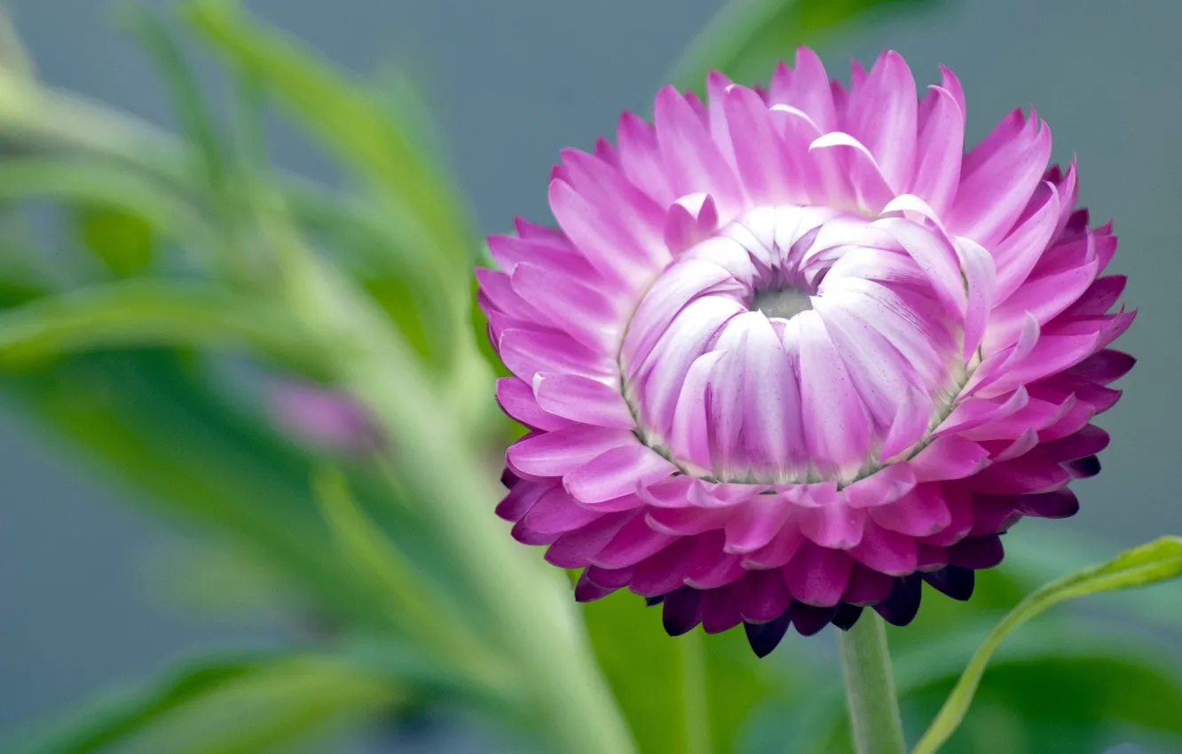 Photo wallpaper flowers, yarrow, Helichrysum