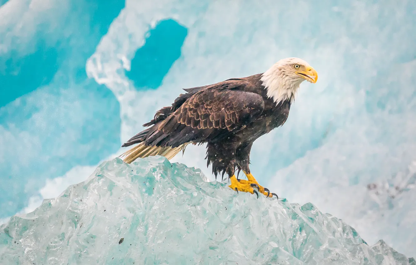 Photo wallpaper ice, nature, bird, eagle, bald eagle, Glacier Bay National Park