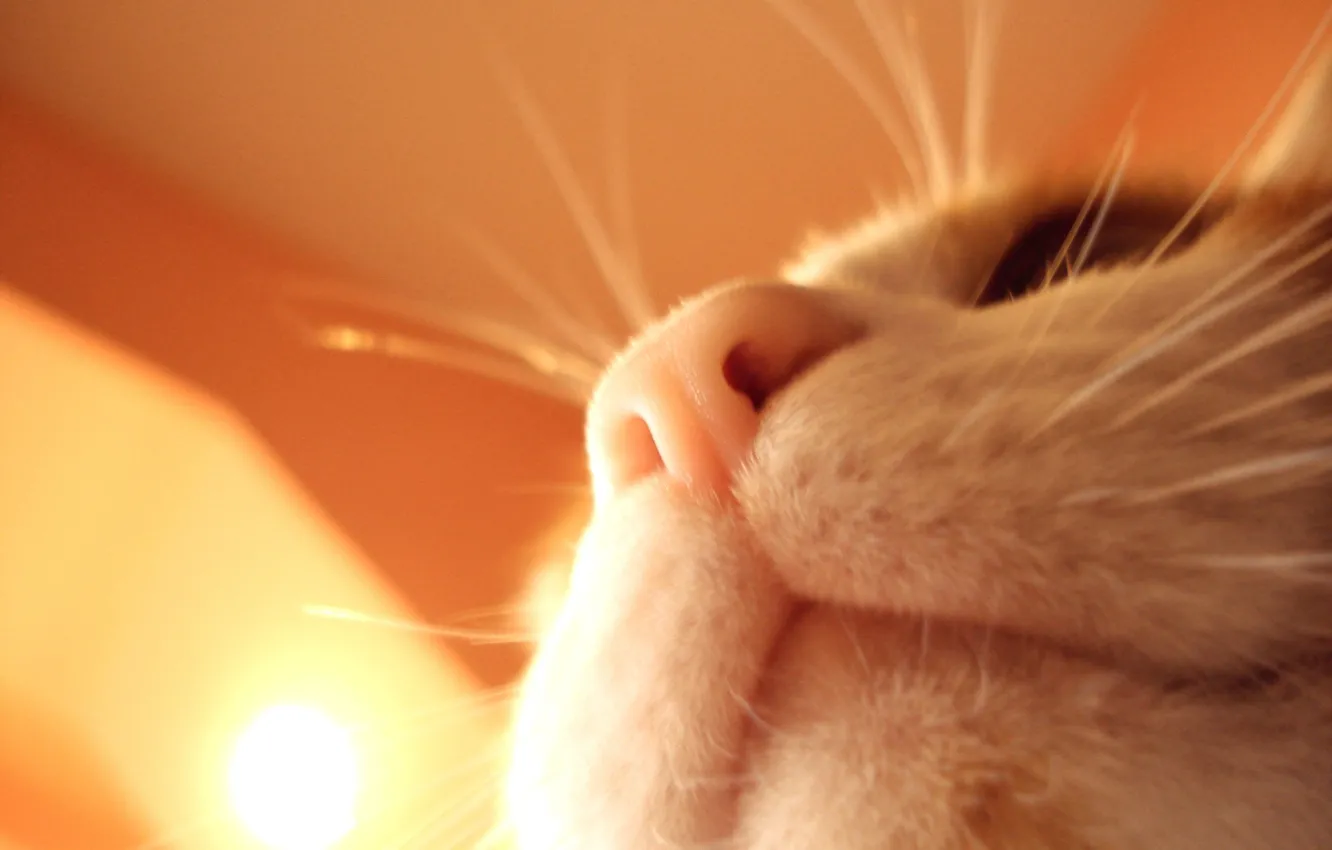 Photo wallpaper orange, Koshak, nose