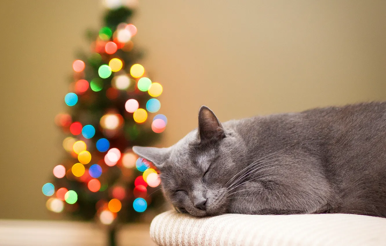 Photo wallpaper cat, cat, lights, tree, sleeping, tree, grey, holidays