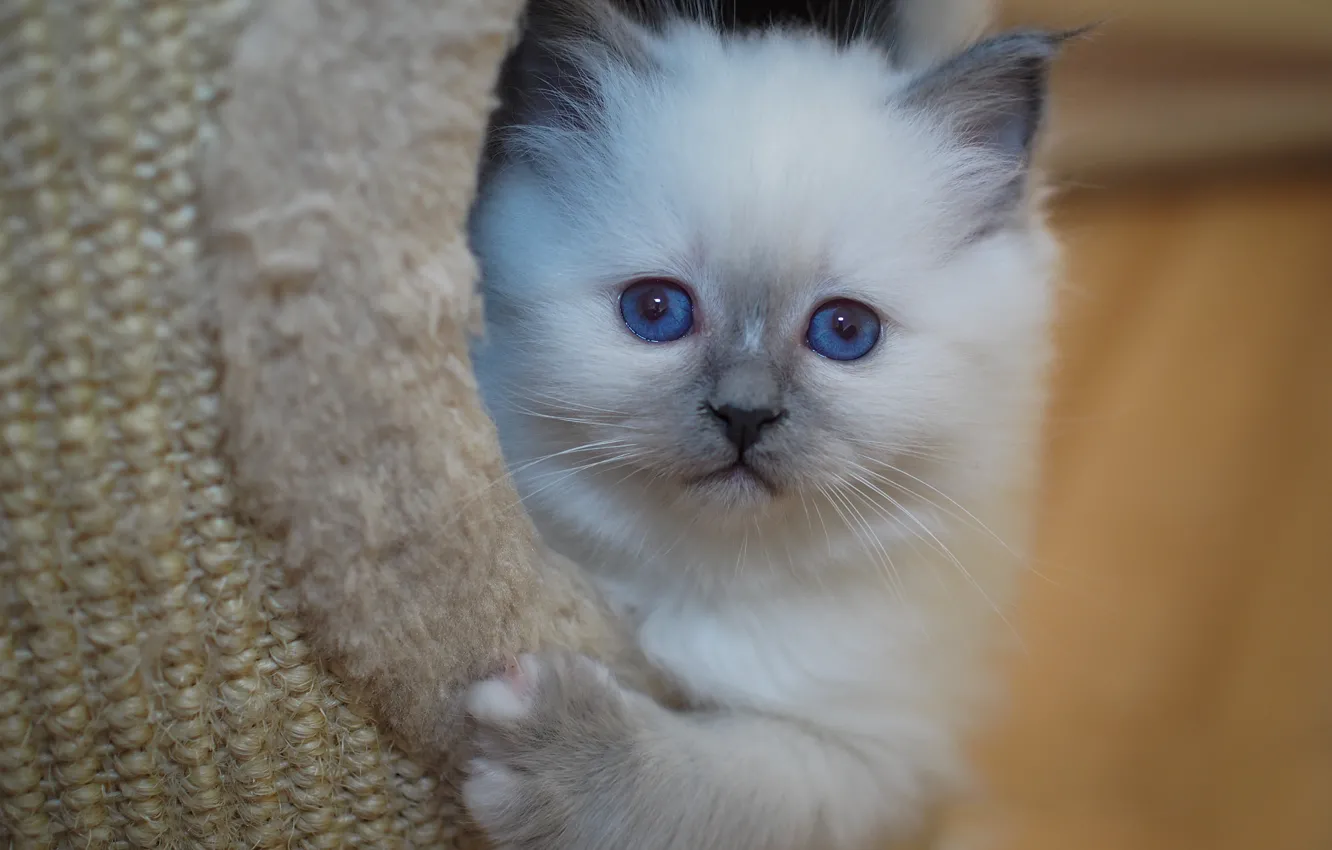 Photo wallpaper cat, look, pose, portrait, legs, fur, kitty, blue eyes