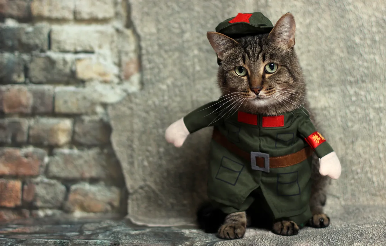 Photo wallpaper cat, cat, look, grey, wall, clothing, brick, soldiers