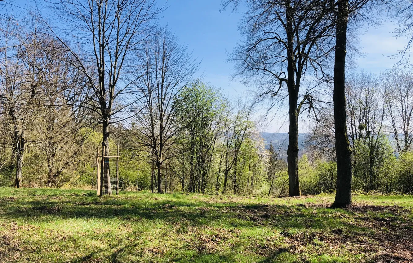 Photo wallpaper forest, grass, trees, glade, spring, Sunny