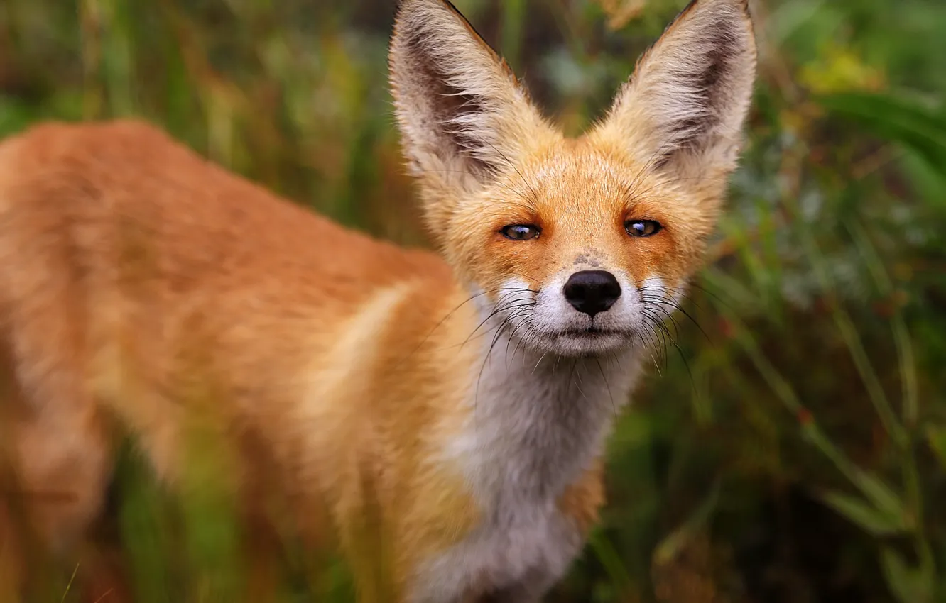 Photo wallpaper look, animal, muzzle, Fox, red