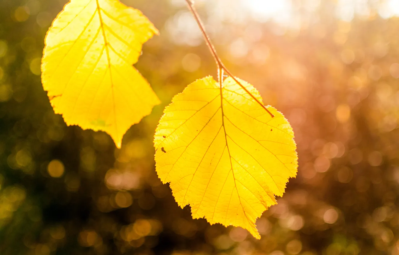 Photo wallpaper autumn, leaves, macro, light, nature, tree, branch, yellow