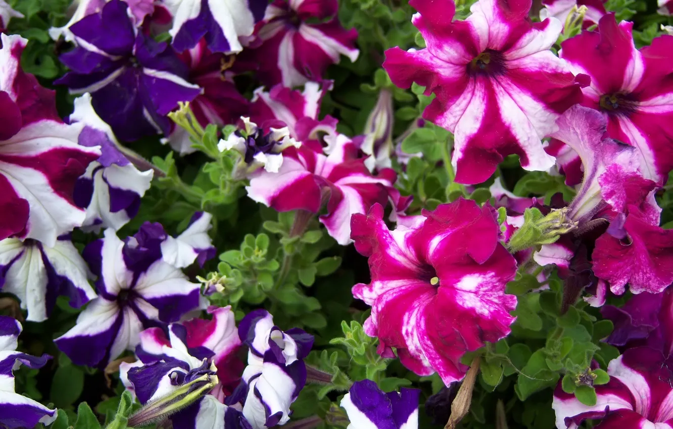 Photo wallpaper bright, striped, Petunia, Mamala ©