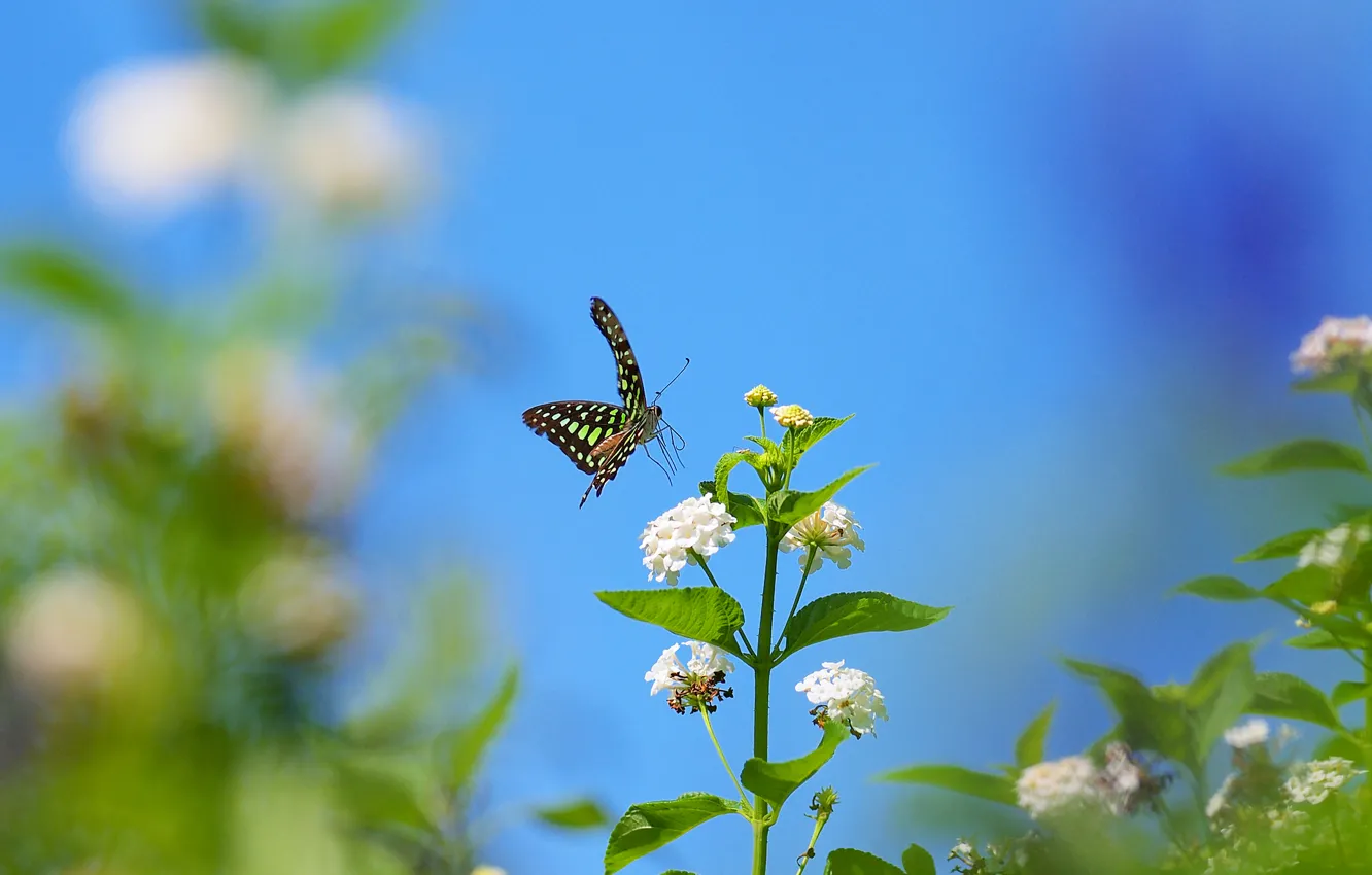 Photo wallpaper the sky, flowers, butterfly, plant, insect