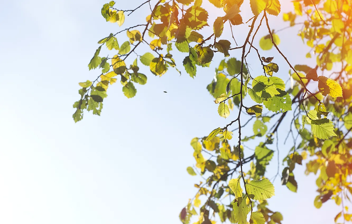 Photo wallpaper the sky, trees, bug, branches, branch