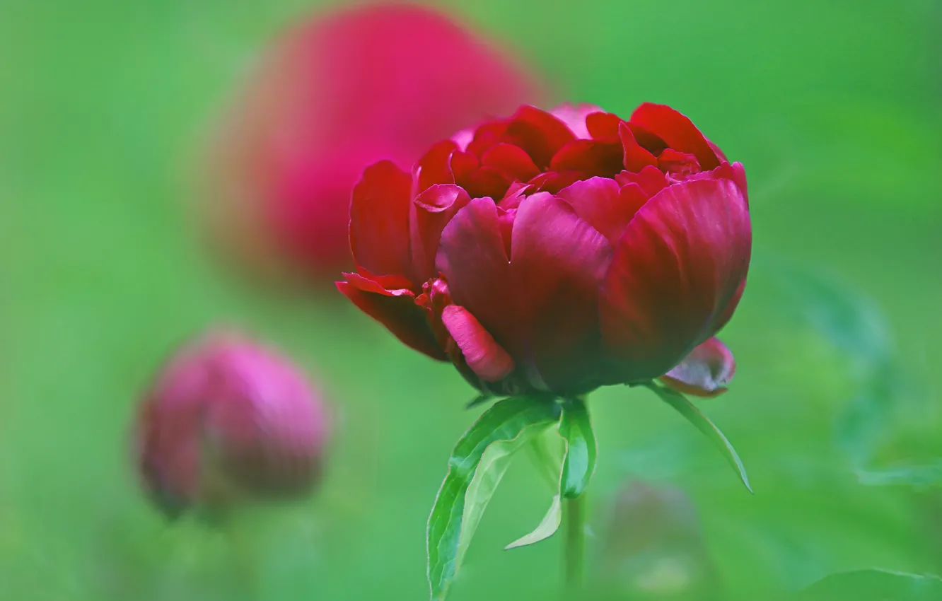 Photo wallpaper red, buds, peonies