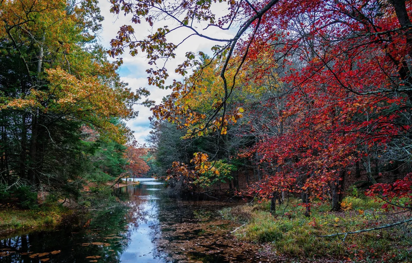 Photo wallpaper autumn, trees, nature, lake