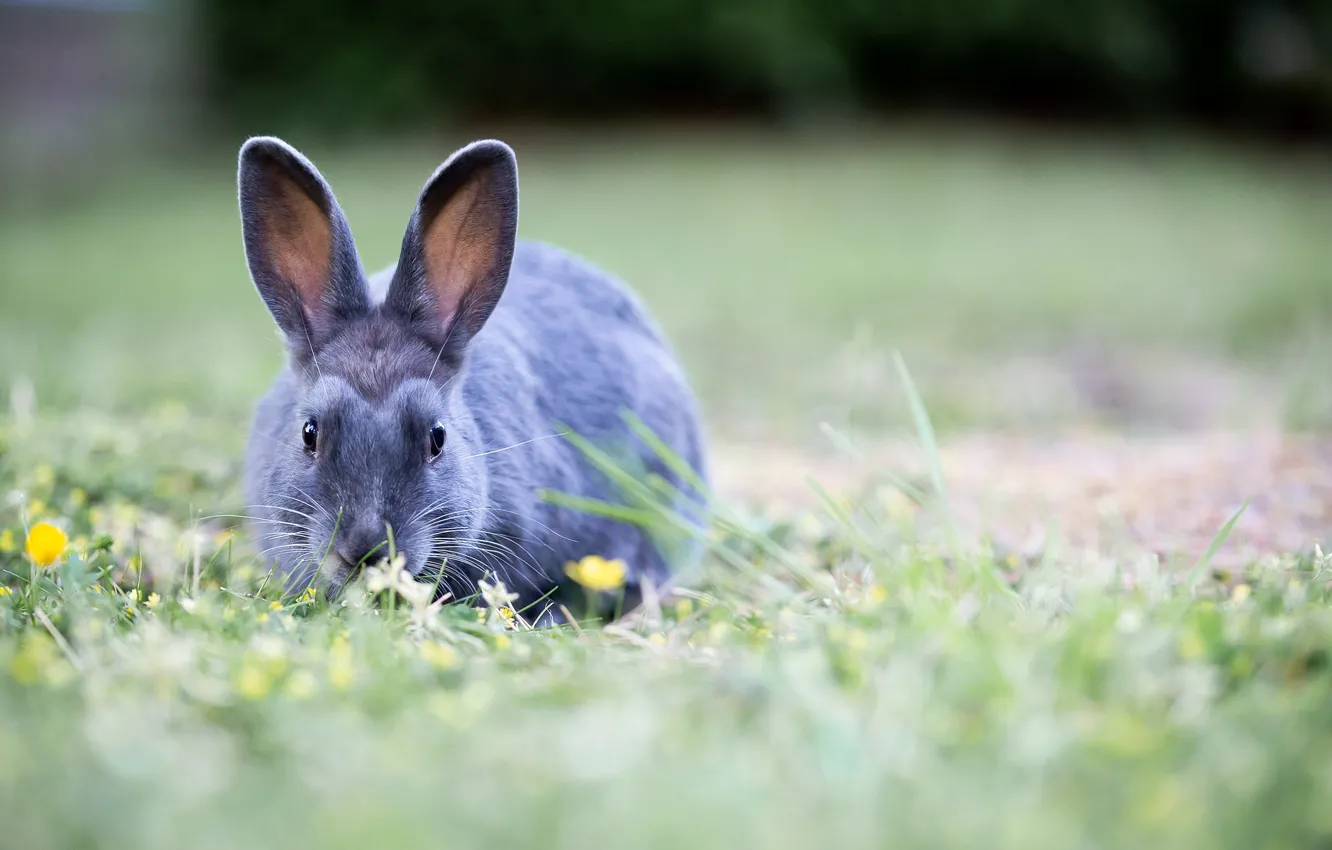 Photo wallpaper grass, flowers, nature, grey, rabbit