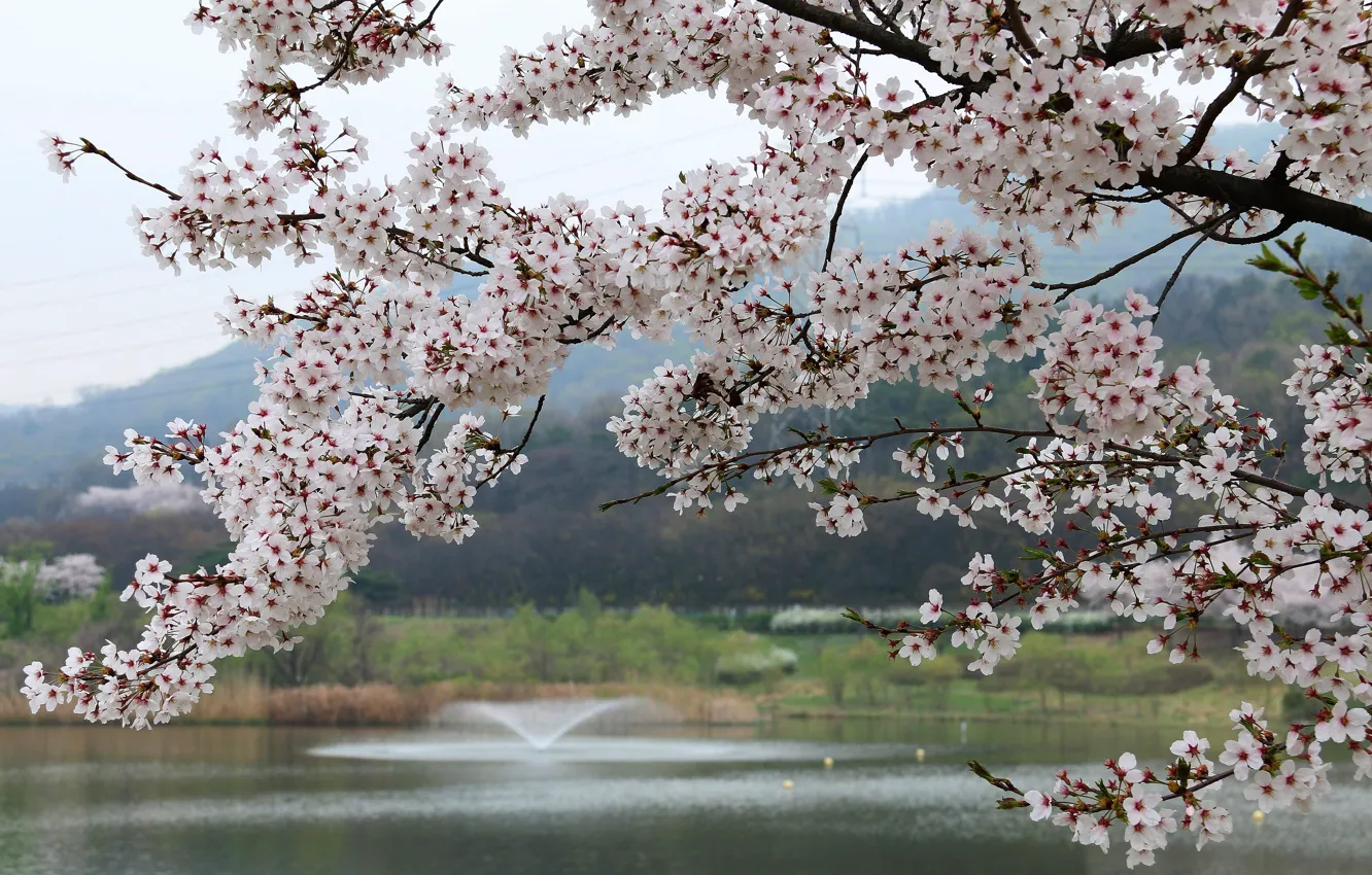 Photo wallpaper flowers, branches, nature, spring, Sakura, flowering, pond