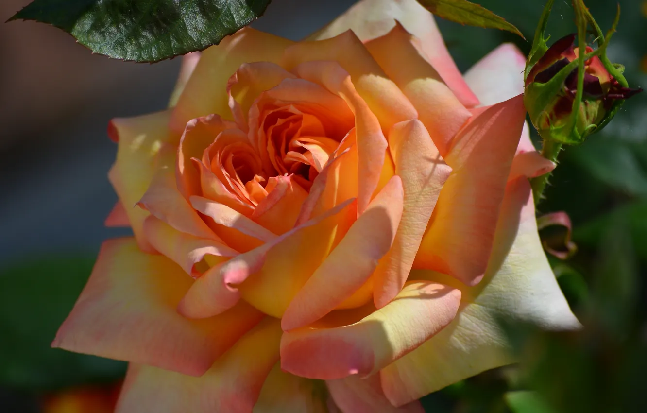 Photo wallpaper macro, roses, beauty, buds
