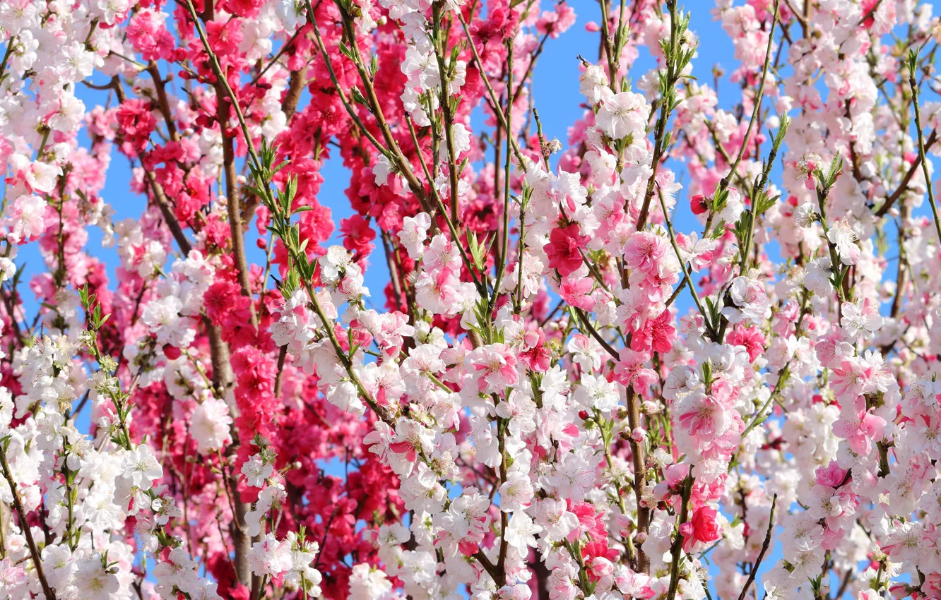 Photo wallpaper spring, Sakura, flowering