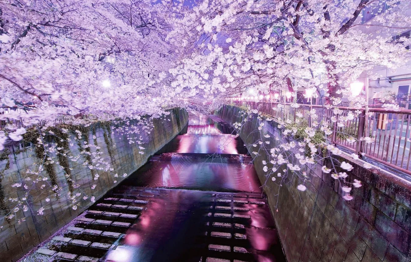Photo wallpaper reflection, spring, the evening, Sakura, Tokyo, flowering, water channel