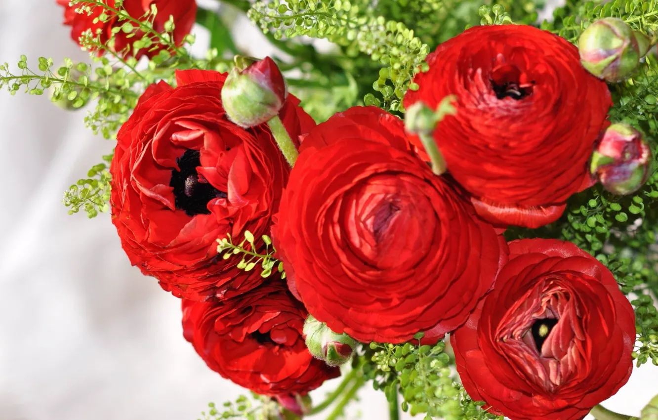 Photo wallpaper flowers, red, bouquet, buds, Ranunculus, Asian Buttercup