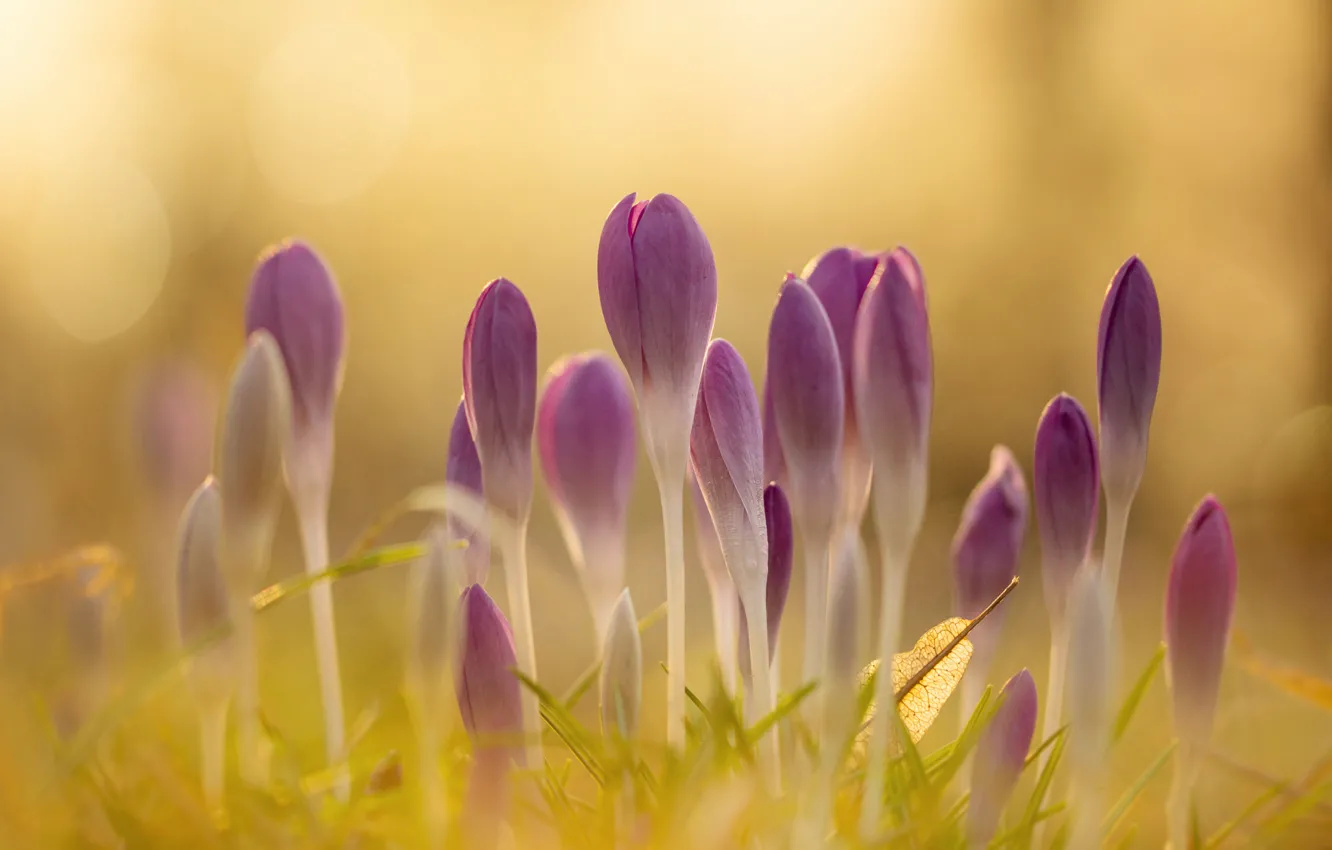 Photo wallpaper light, flowers, glare, spring, crocuses