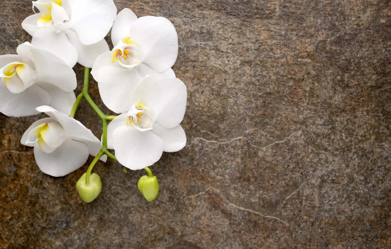 Photo wallpaper white, flowers, white, buds, Orchid, flowers, orchid