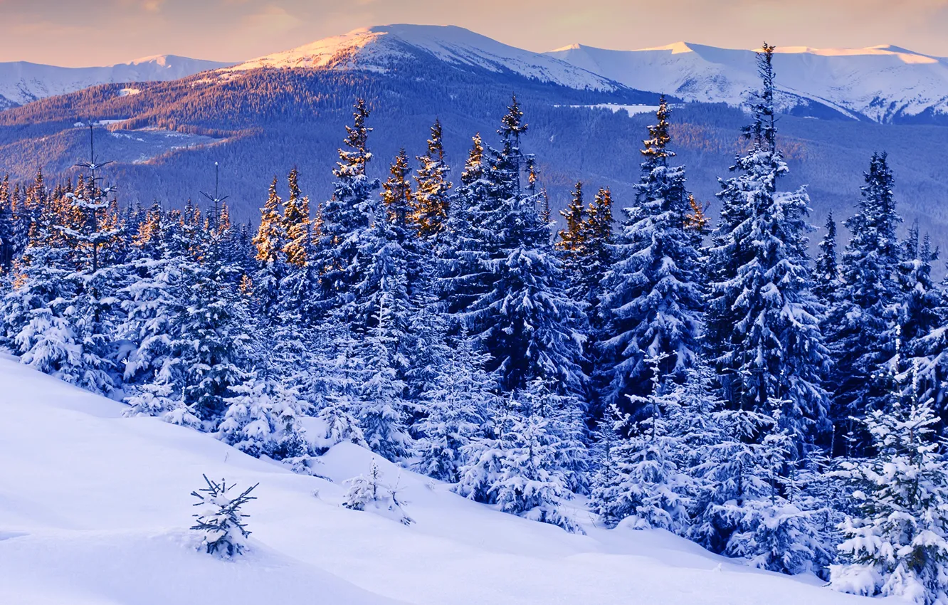 Photo wallpaper snow, trees, sunset, mountains, Winter, beauty, the evening
