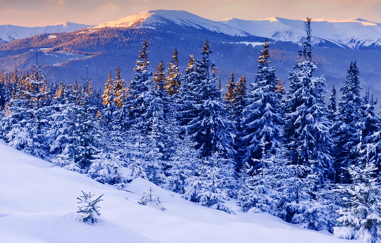 Photo wallpaper winter, snow, trees, sunset, mountains, beauty, the evening