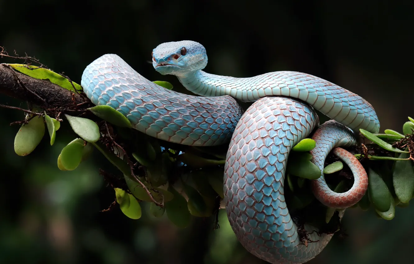 Photo wallpaper leaves, the dark background, snake, branch, Python, blue