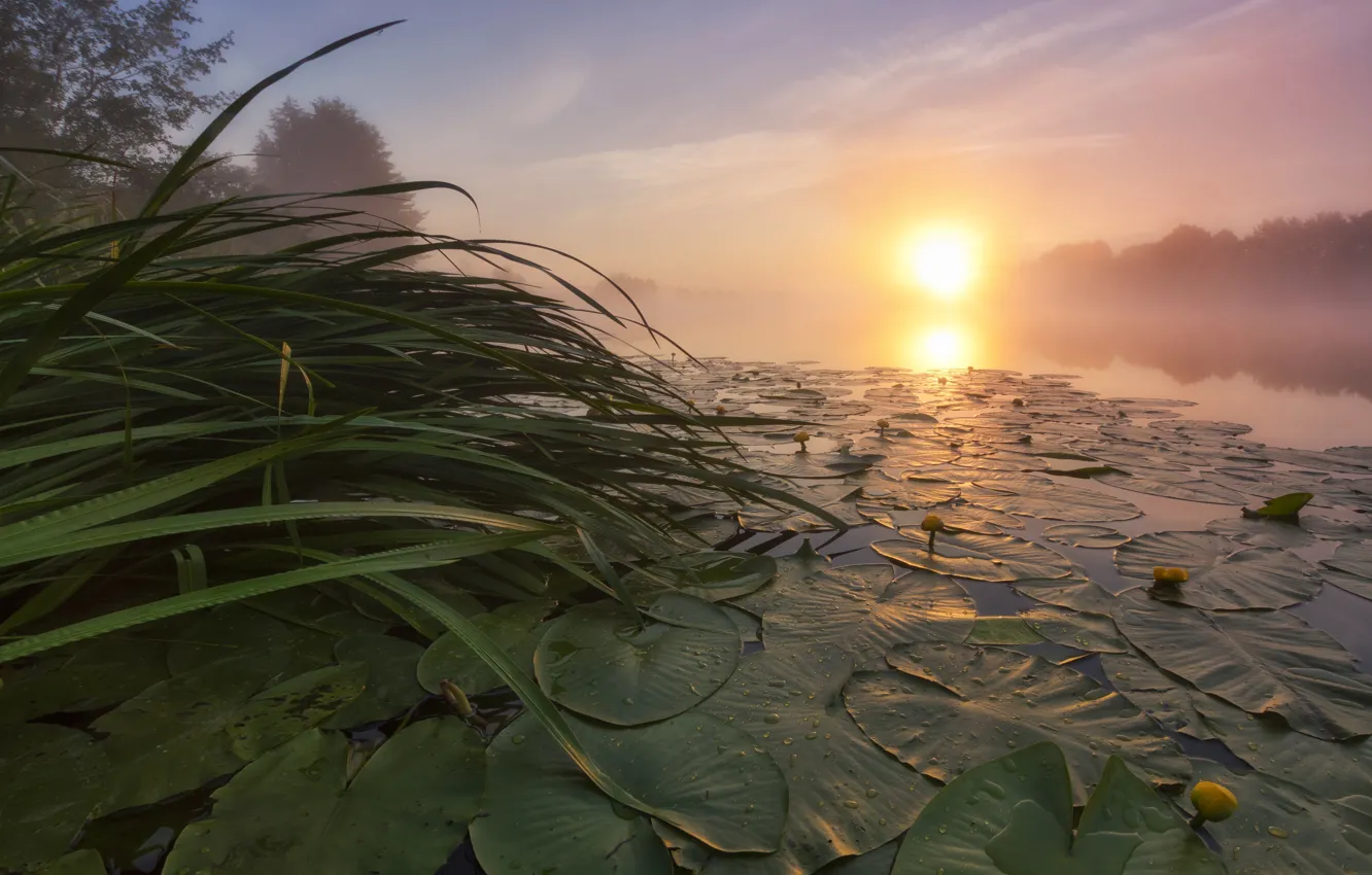 Photo wallpaper WATER, DROPS, LEAVES, LILY, POND, DAL, POND, LAKE