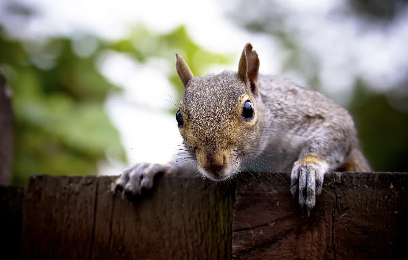 Photo wallpaper nature, background, protein