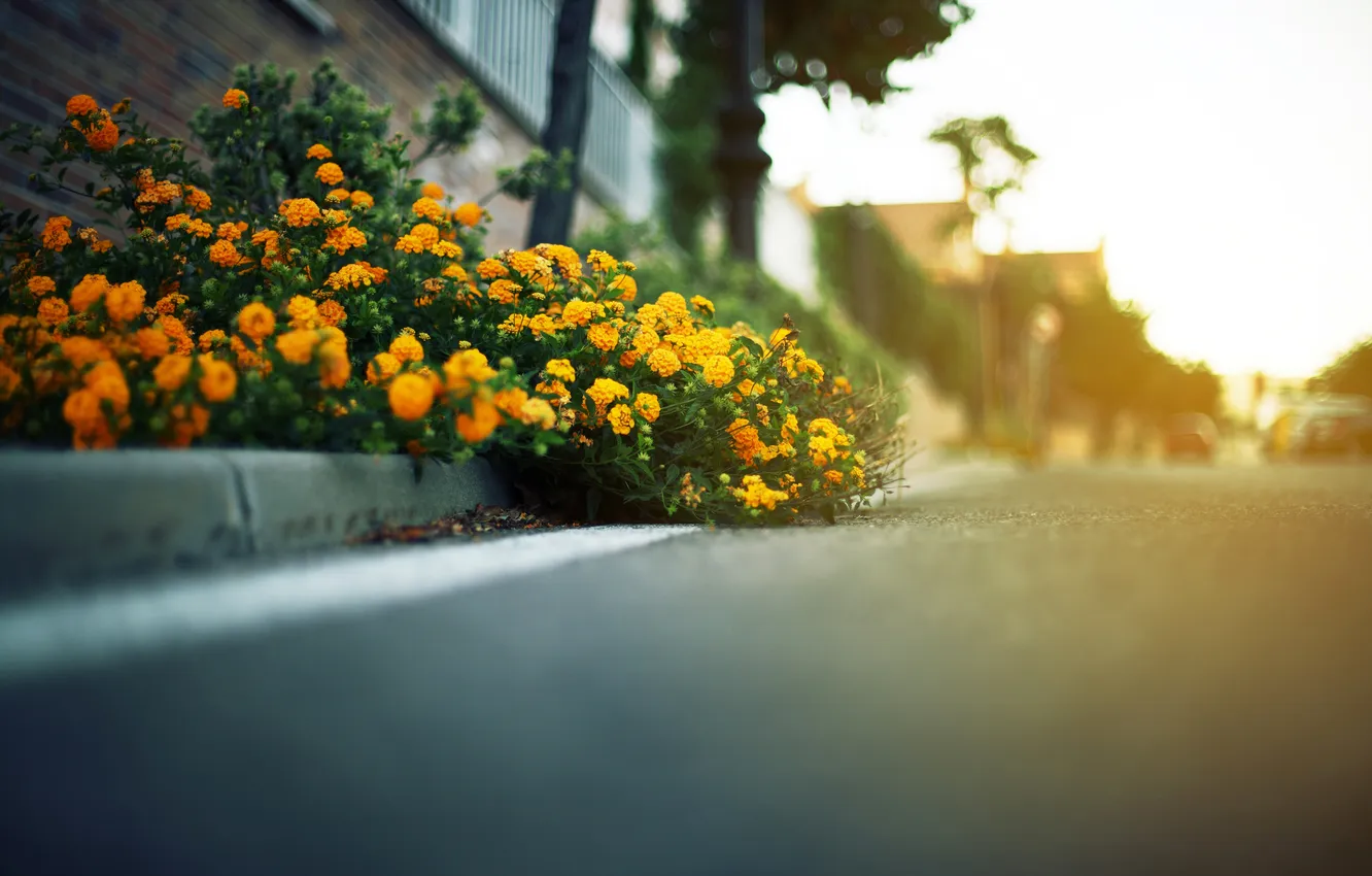 Photo wallpaper road, asphalt, leaves, home, focus, dal, flowers, yellow