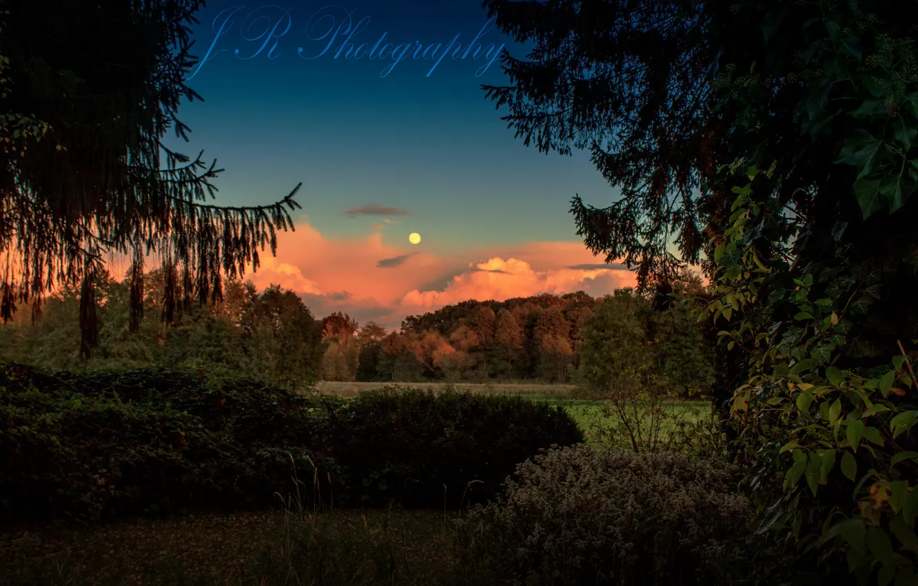 Photo wallpaper forest, glade, twilight