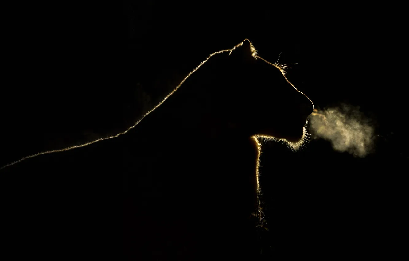 Photo wallpaper light, night, breath, silhouette, lioness, South Africa, Sabi Sand Game Reserve